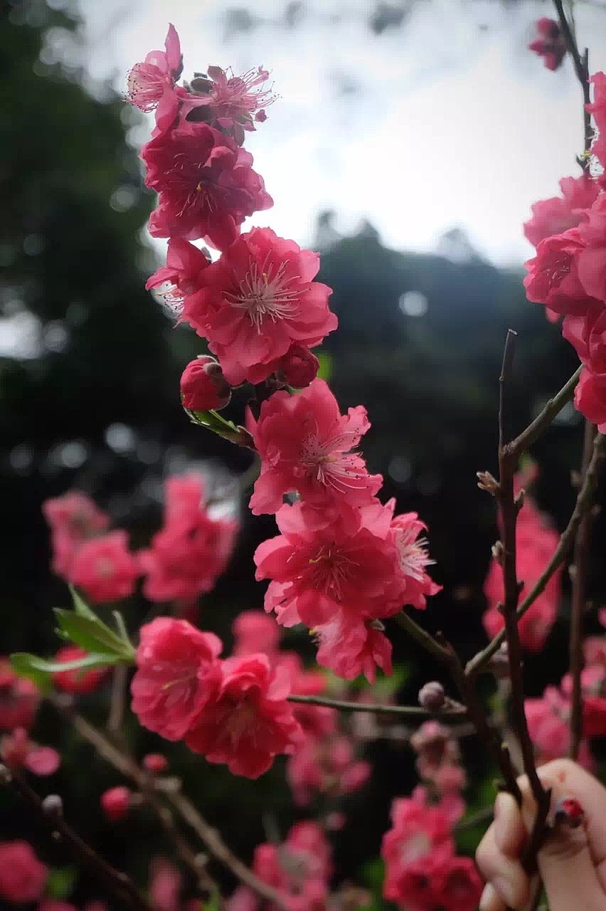 桃花涧&天适樱花