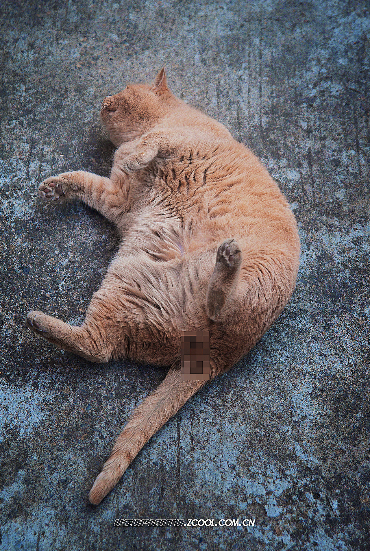 real smile笑的渐进式【动物摄影师何某某个人作品25】