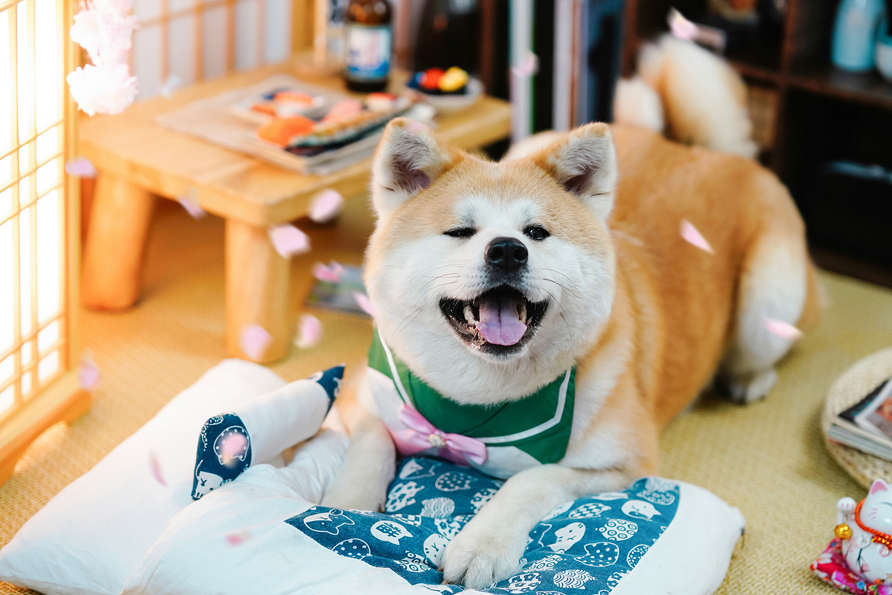 秋田犬合集宠爱拾光