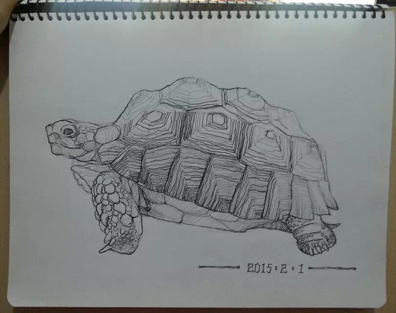 手绘联系陆龟