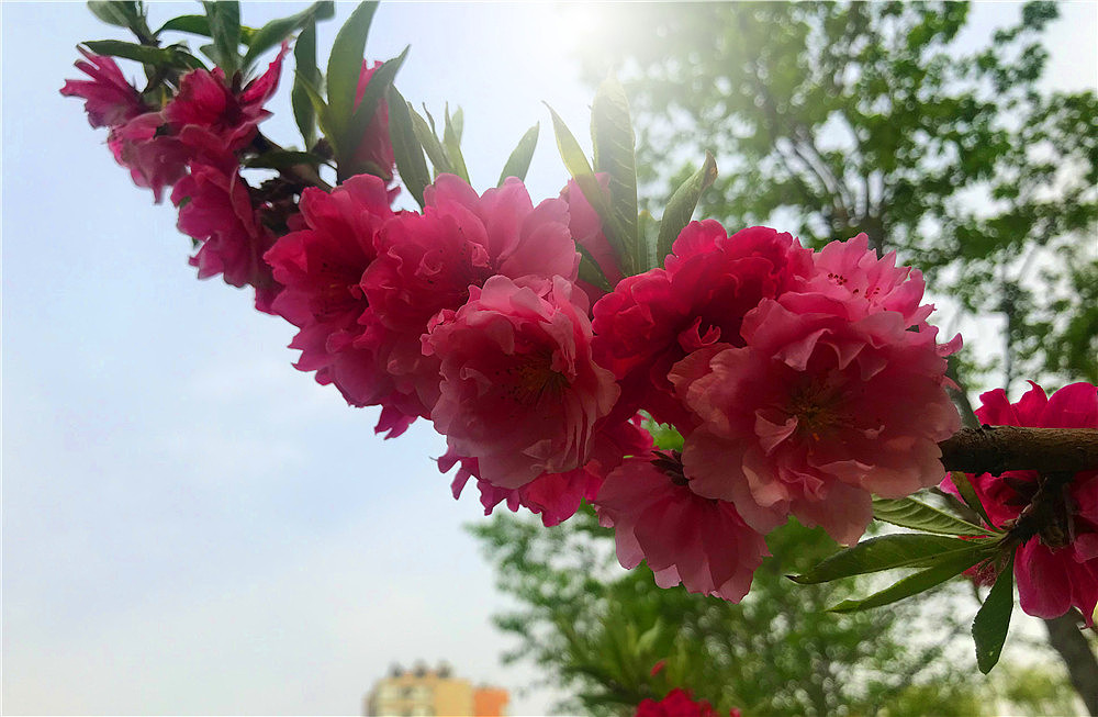 刘勇良纪实摄影:在那桃花盛开的地方