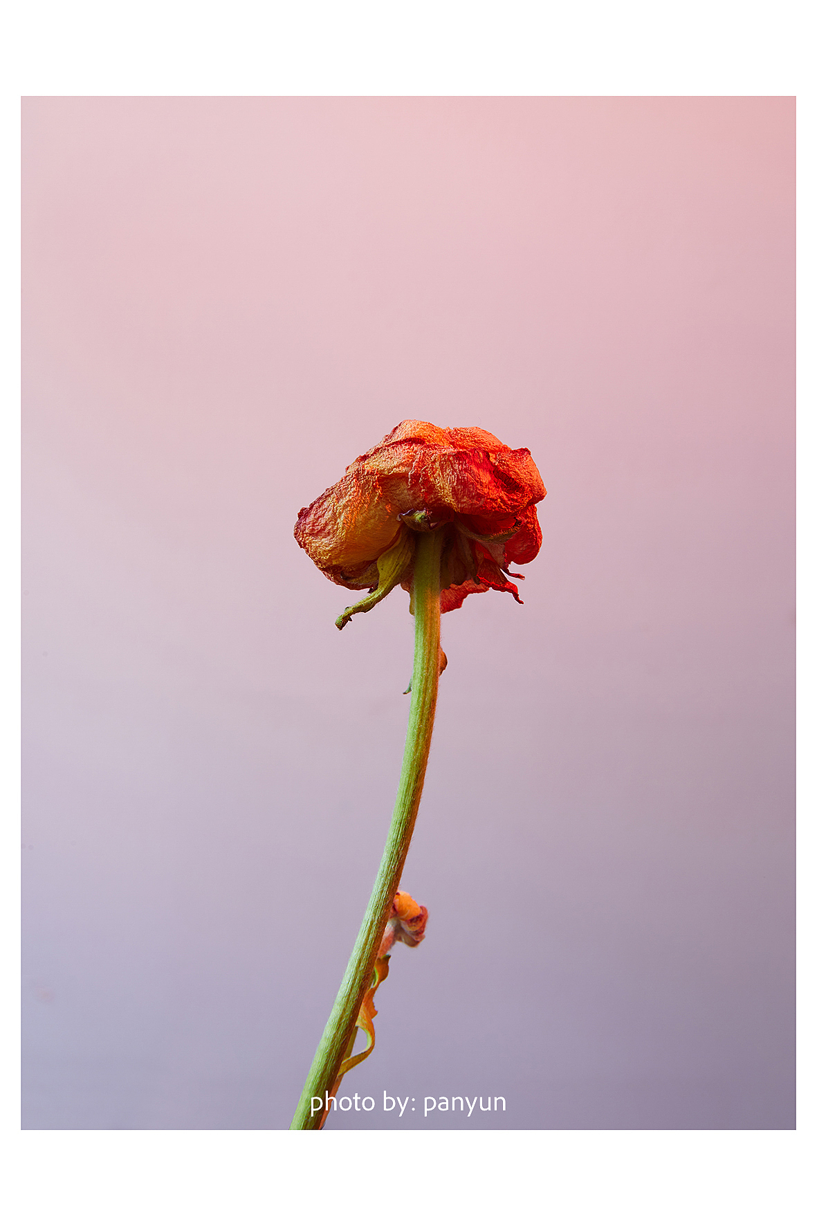 花卉静物创意摄影