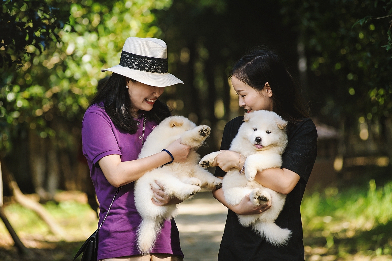 【均木纪实宠物摄影】记,一群松萨的奶汪们第一次郊游