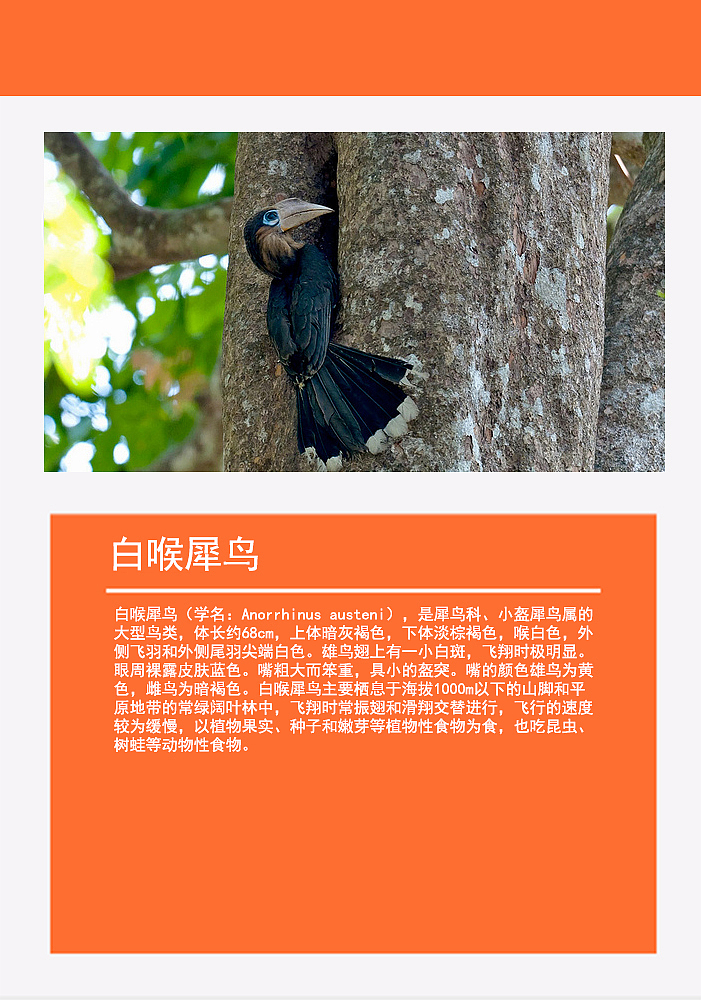鸟类画册2（图ZMTMzMDg0ODAw） - 书籍/画册 - 站酷设计师浅墨幺幺原创素材 - 站酷ZCOOL