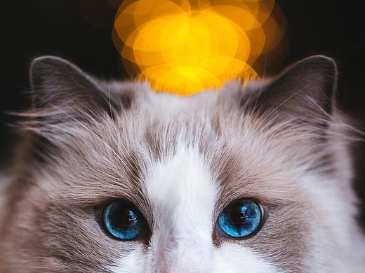 猫的私房
