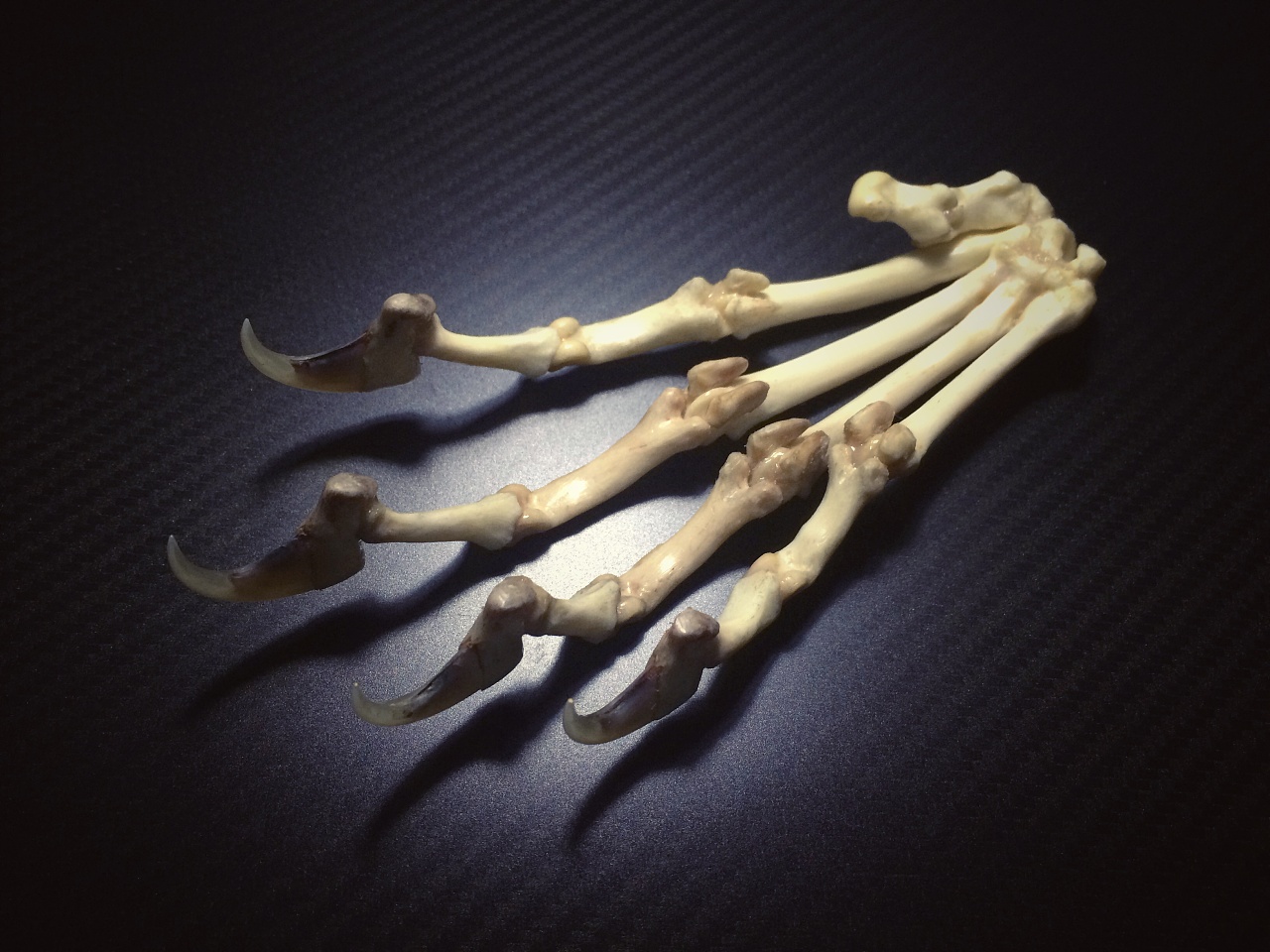 大权在握只手遮天不可描述的猫科动物掌骨标本