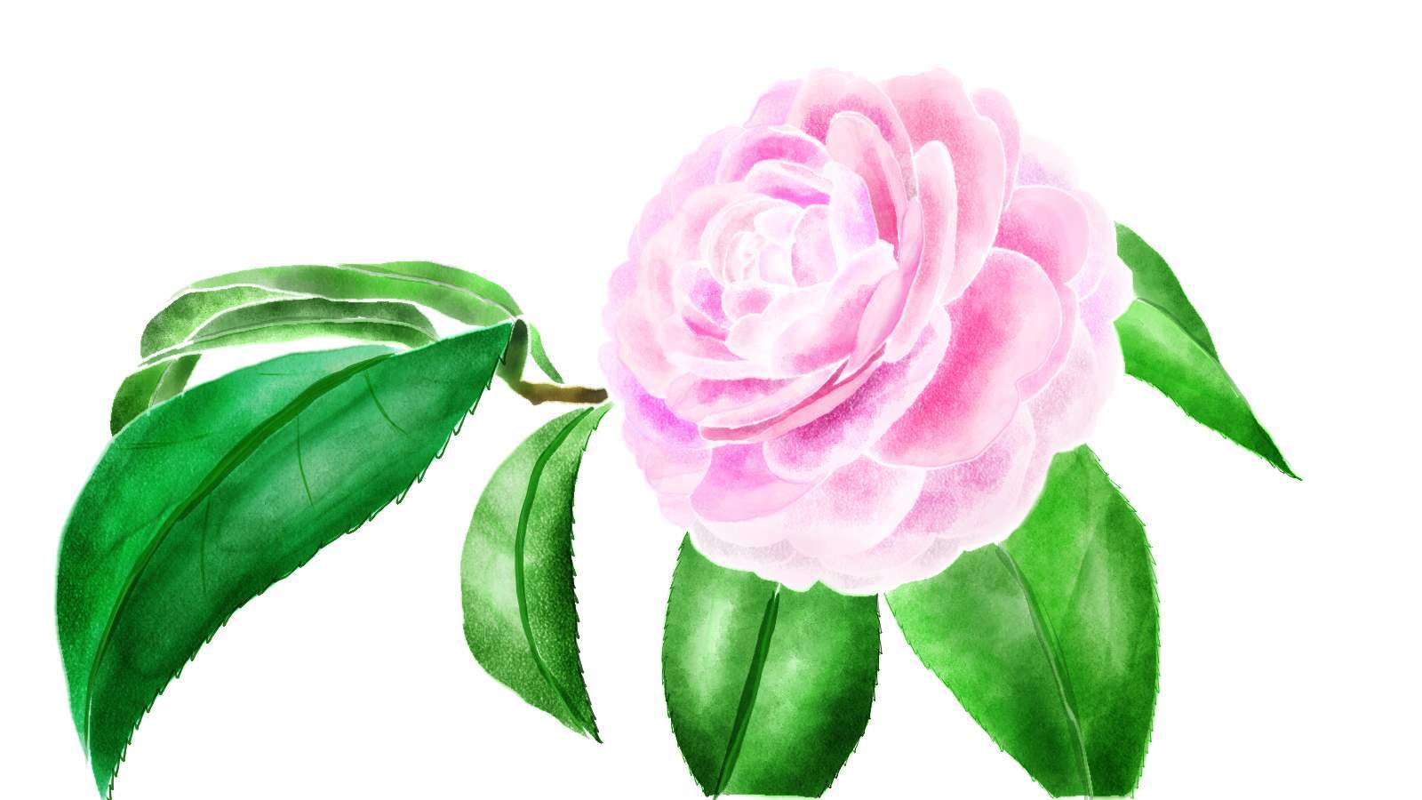 茶花|插画|插画习作|2qianqian - 原创作品 - 站酷 (zcool)