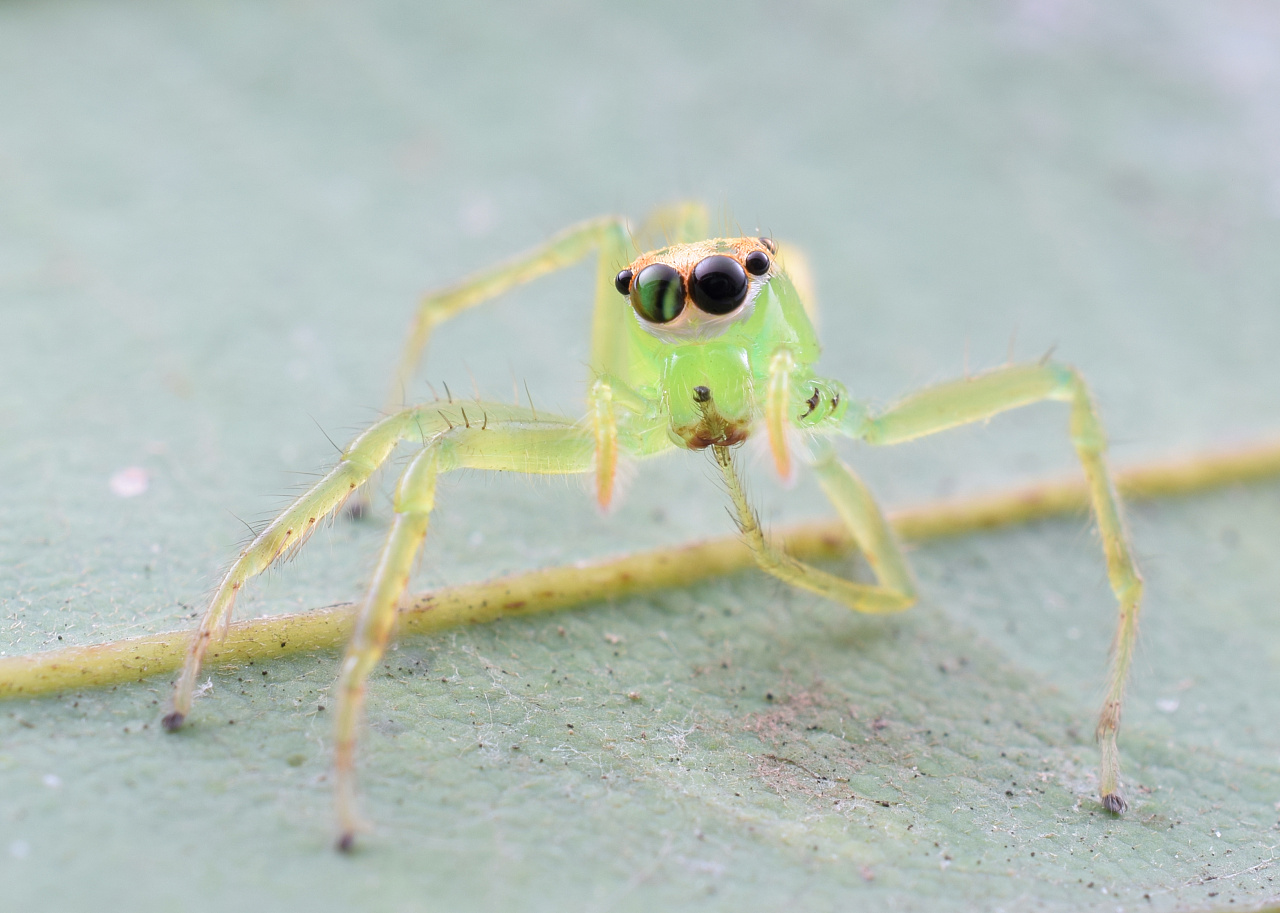 不知道什么透明的蛛 忘记什么蛛……捕食同类 绿色的小跳蛛 嘬腿 左前