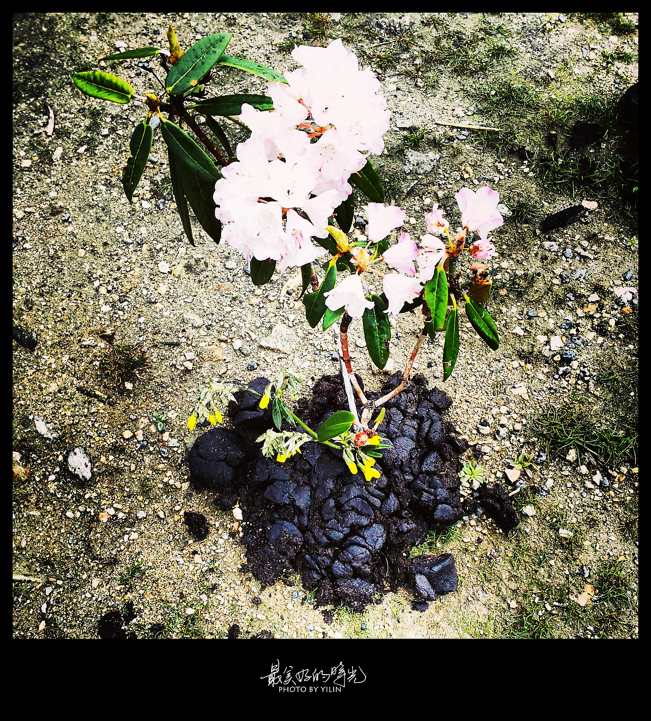 鲜花插在牛粪上，希望以后去的小伙伴不要随便折花，我觉得不好……