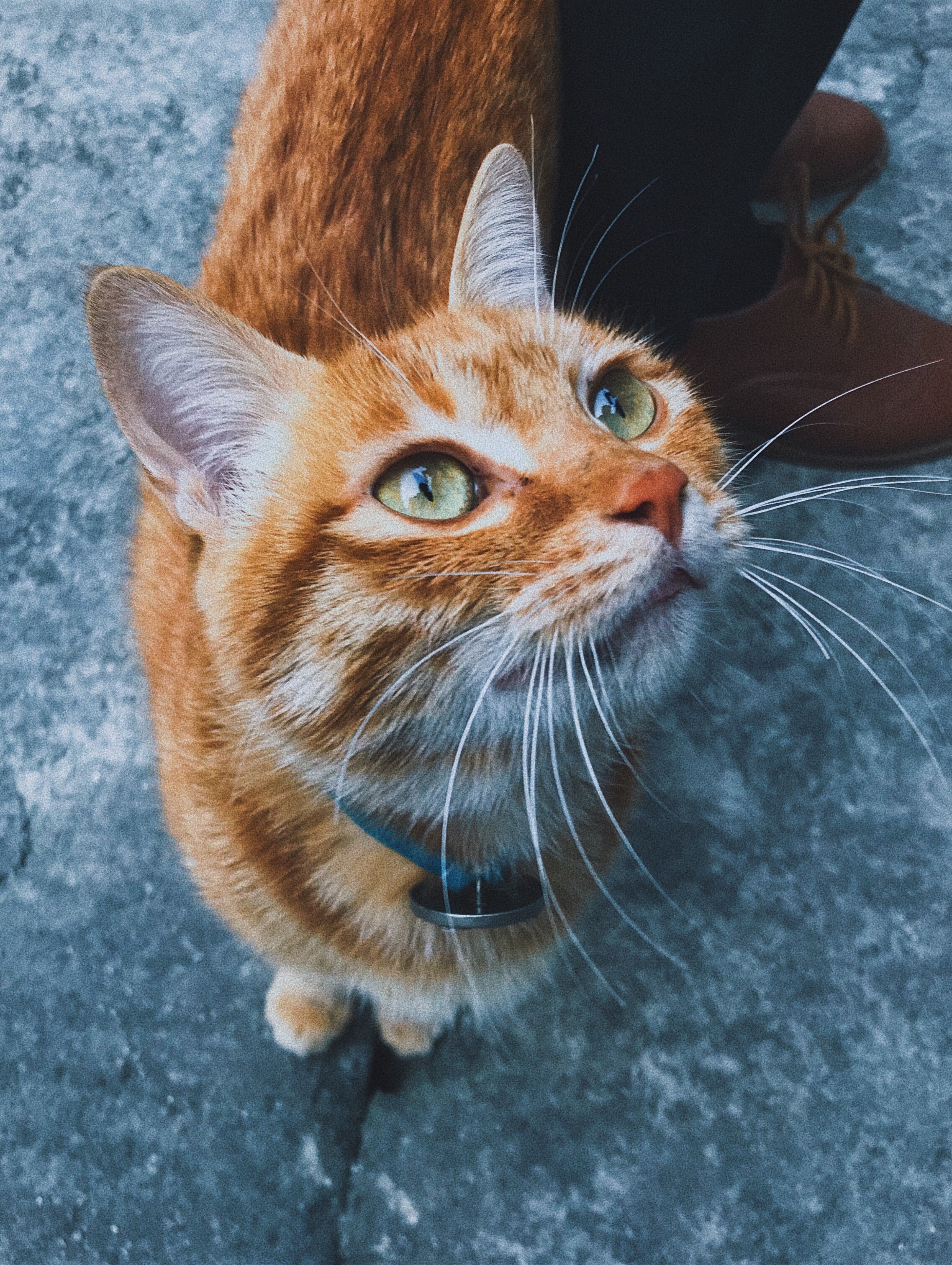 我很温柔|摄影|动物|撸猫者 - 原创作品 - 站酷 (zcool)