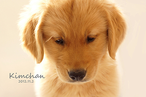 超级无敌可爱萌的金酱