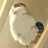 Bartimaeus的头像