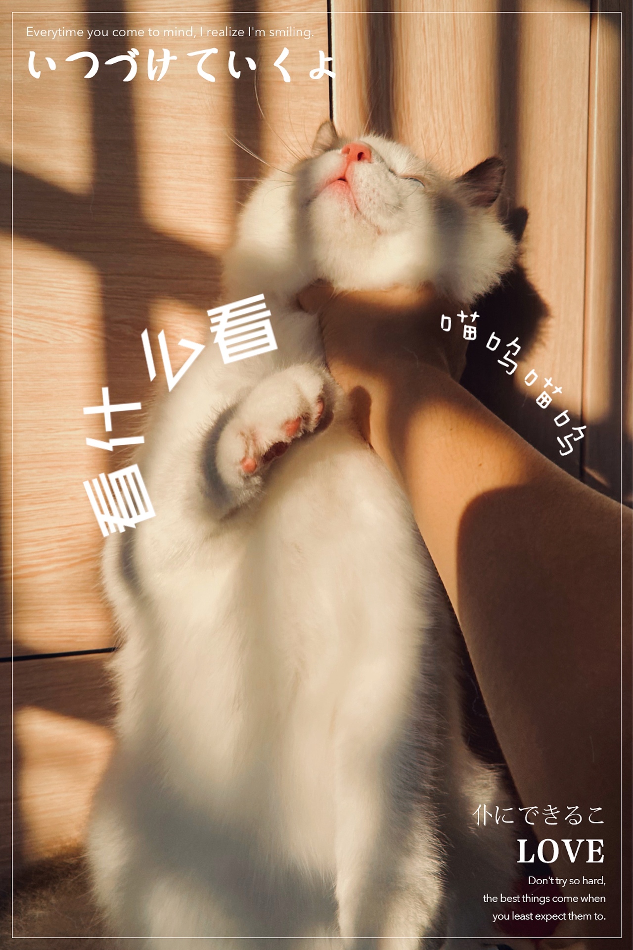 陽光??下的洞洞寫真照（圖ZMjY0MjU1NTU2） - 寵物攝影 - 站酷設(shè)計師小讓讓原創(chuàng)素材 - 站酷ZCOOL