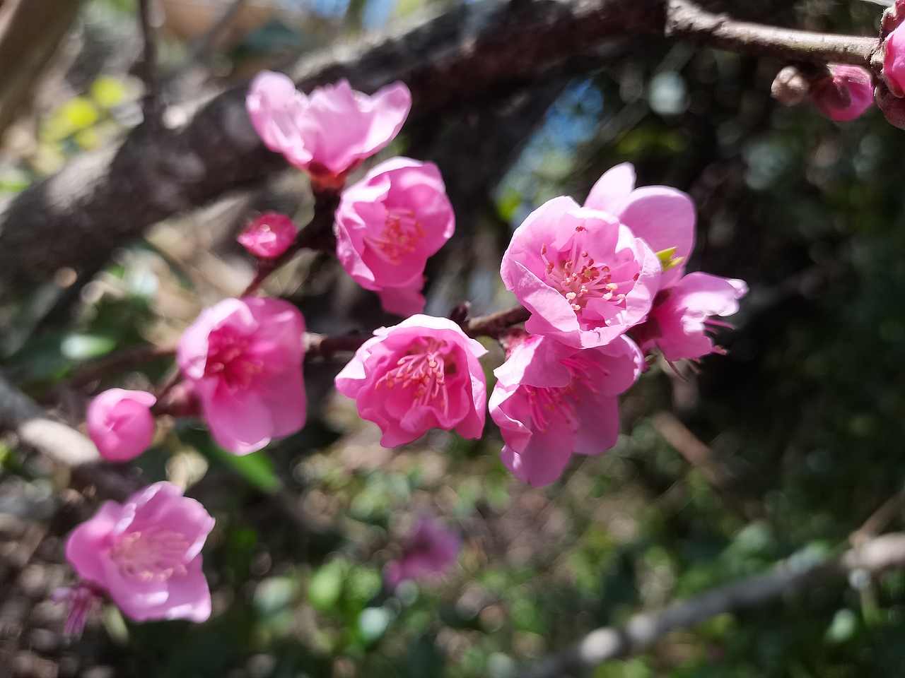 春日物语—桃花篇