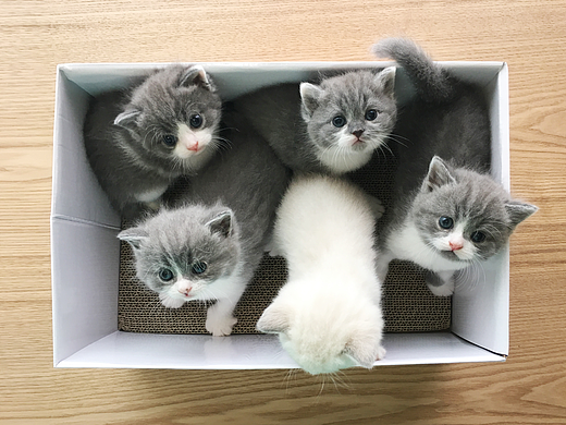 你的小可爱上线啦（个人主页-ZMjQwNjAyODQ=） - 宠物摄影 - 站酷设计师浪野樱花原创素材 - 站酷ZCOOL