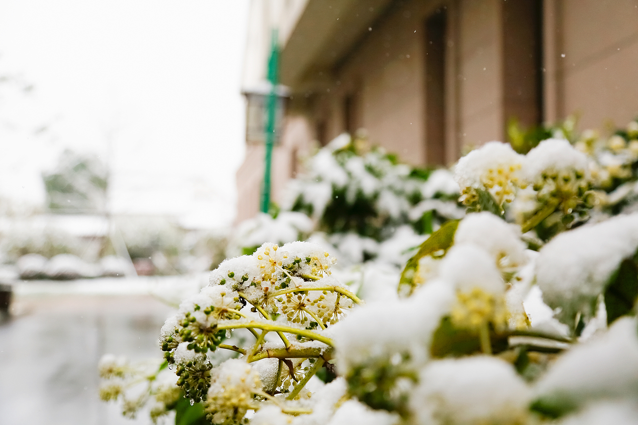 年底的一場(chǎng)雪（圖ZMTM4MzcwODEy） - 風(fēng)光攝影 - 站酷設(shè)計(jì)師kevin6827原創(chuàng)素材 - 站酷ZCOOL