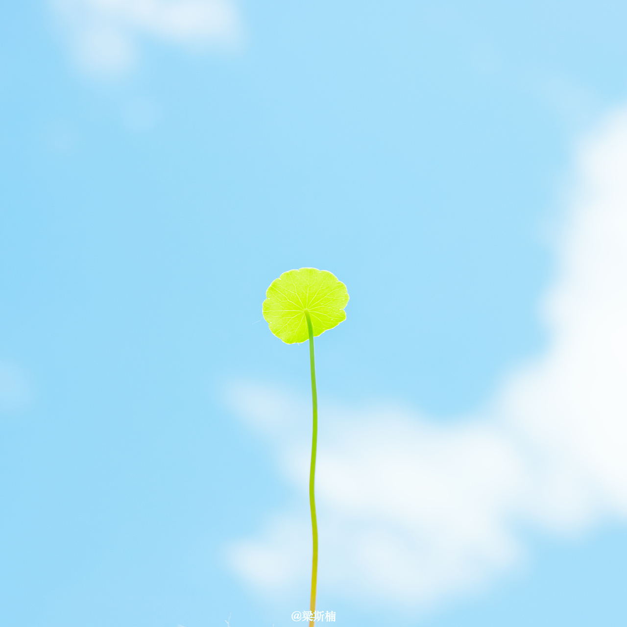 喜欢蓝天下的万物,哪怕是一片叶子