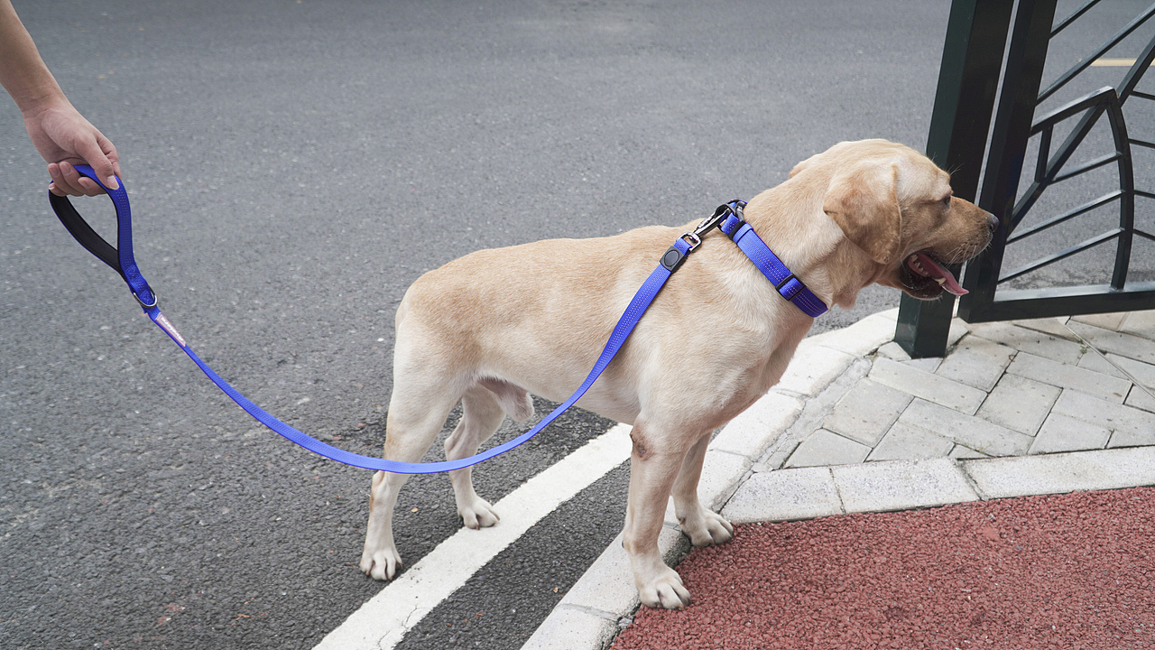 宠物产品摄影&牵引绳