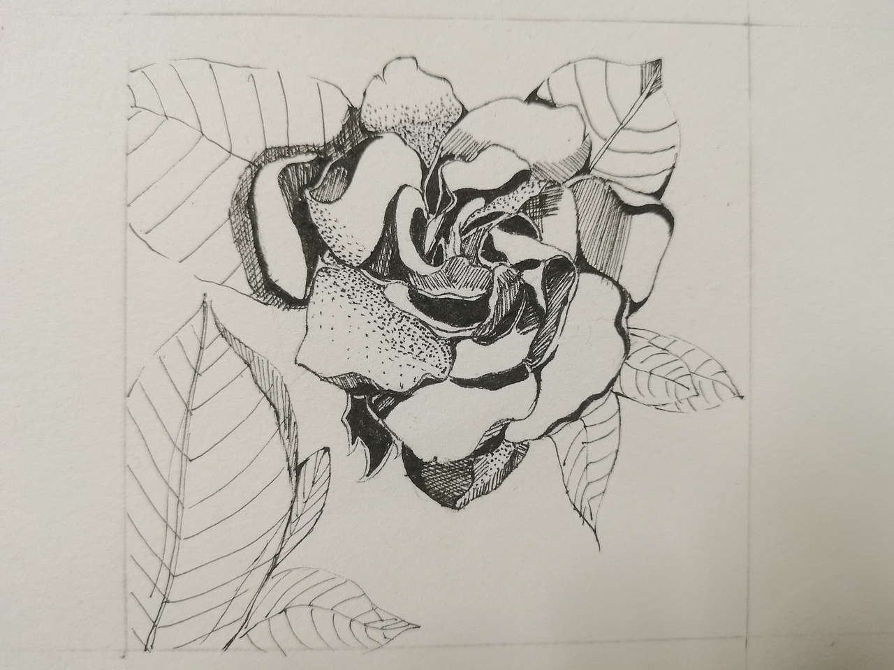 栀子花黑白练习