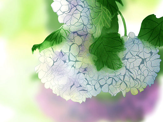 绣球花