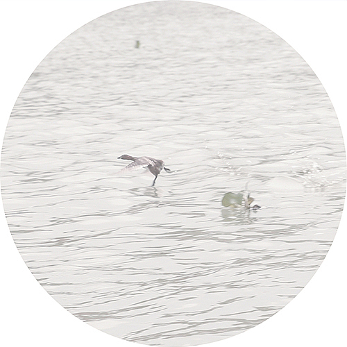 【秋鸟集】（图ZMzcyMjI0NzI=） - 风光摄影 - 站酷设计师拾壹的大杂院儿原创素材 - 站酷ZCOOL