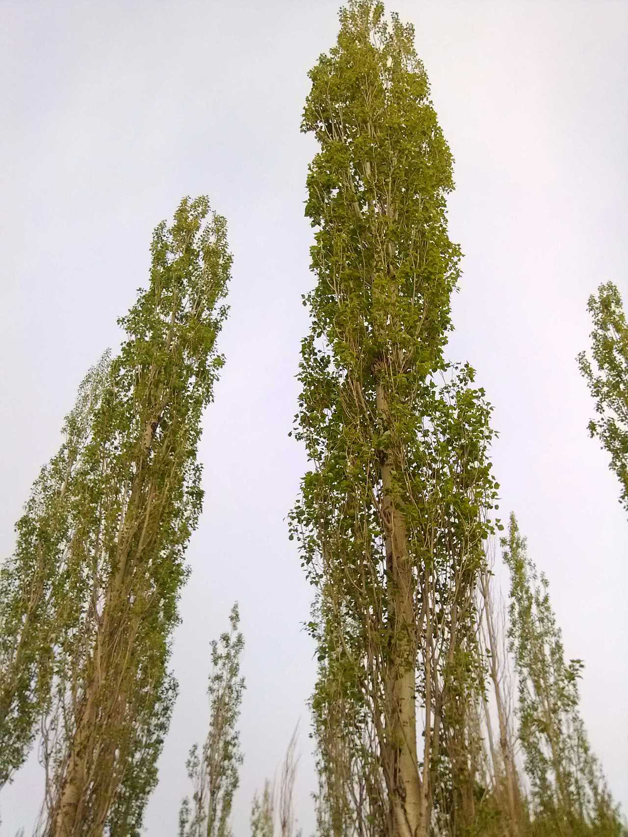 钻天杨|摄影|其他摄影|涂墙老王 - 原创作品 - 站酷 (zcool)