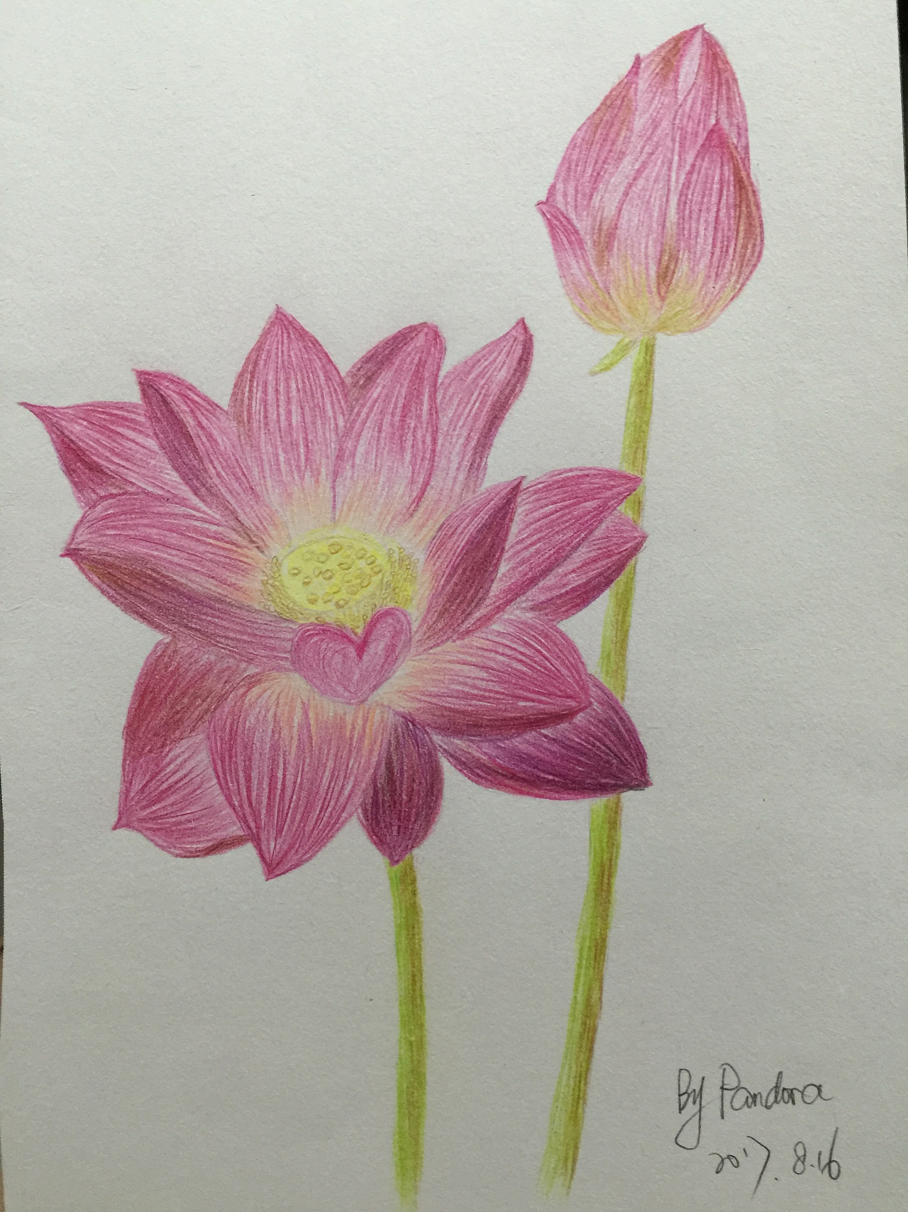 临摹荷花彩铅画