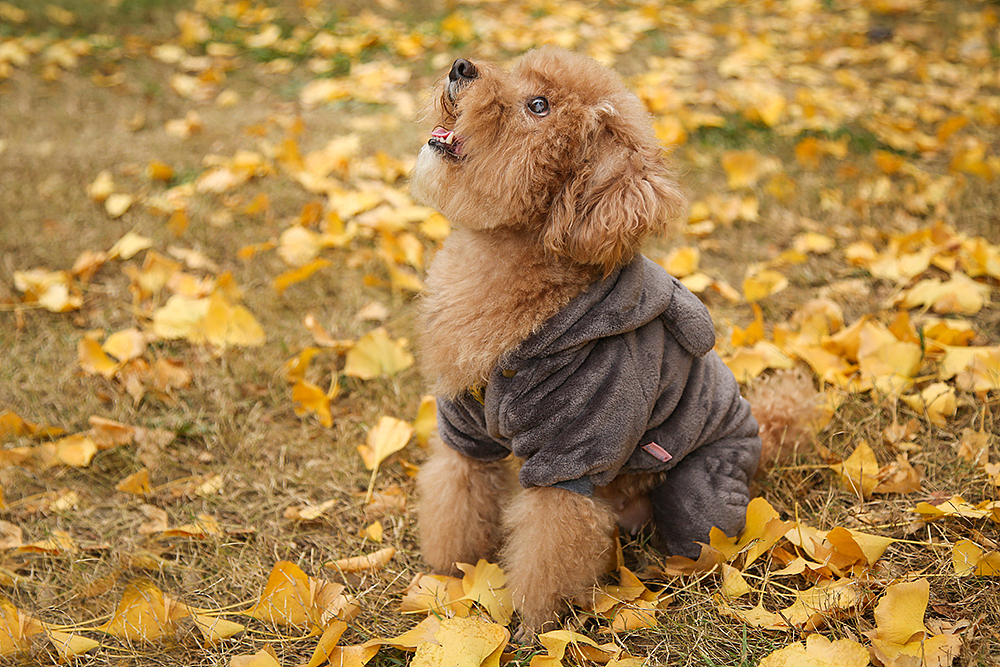 宠物衣服拍摄（图ZMTAyMjQwNjg4） - 电商 - 站酷设计师麦咔影视原创素材 - 站酷ZCOOL