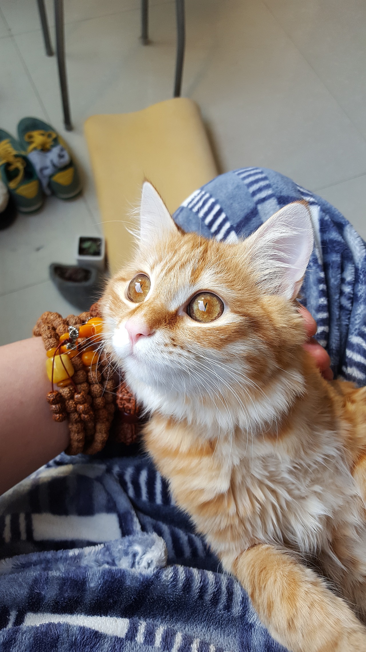 喵呜~喵呜~~我的好室友（图ZNDcyMDEyMTI=） - 宠物摄影 - 站酷设计师Simonsssss原创素材 - 站酷ZCOOL