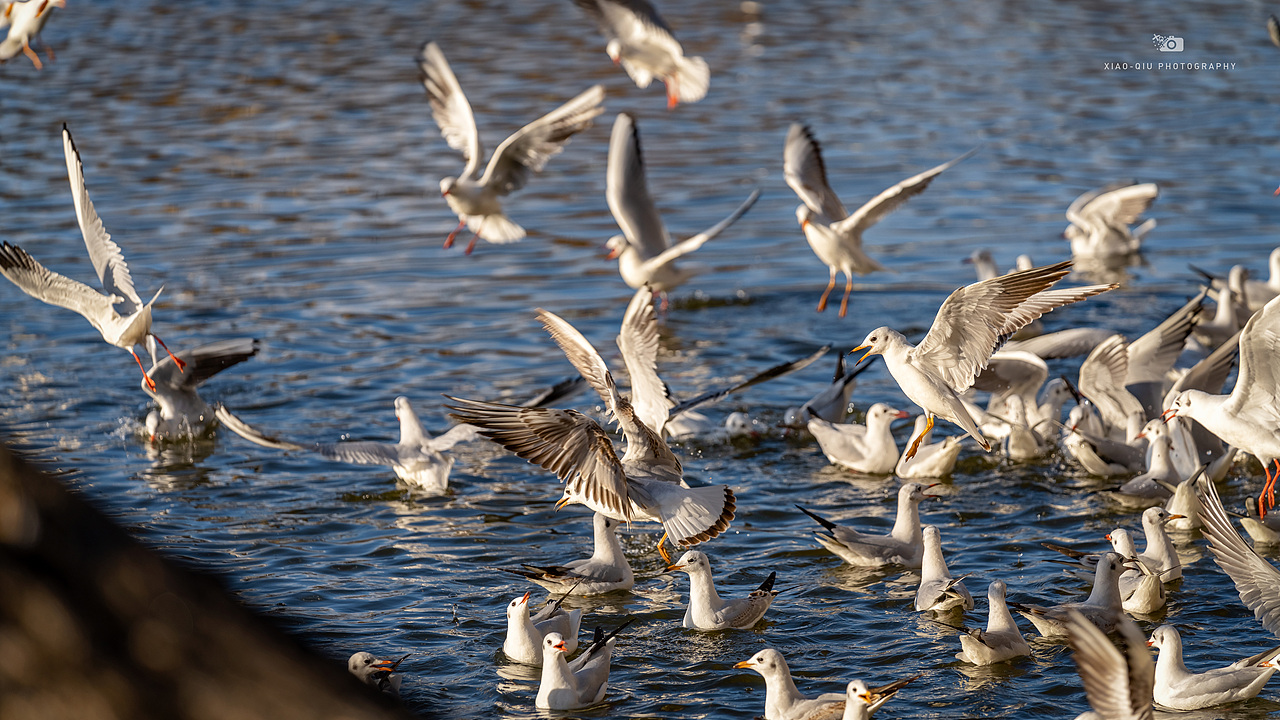 翩跹而来 落花满袖