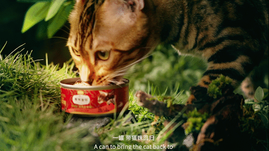 电商视频 | 弗列加特猫罐头 ✖ foodography 