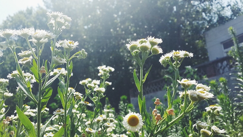 了不起的vsco~ 手机拍出胶片味~~~