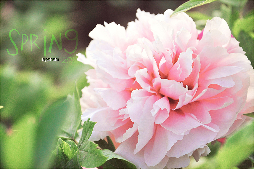 春天的随便乱照（图ZMjk5MjY2MA==） - 风光摄影 - 站酷设计师chobi原创素材 - 站酷ZCOOL