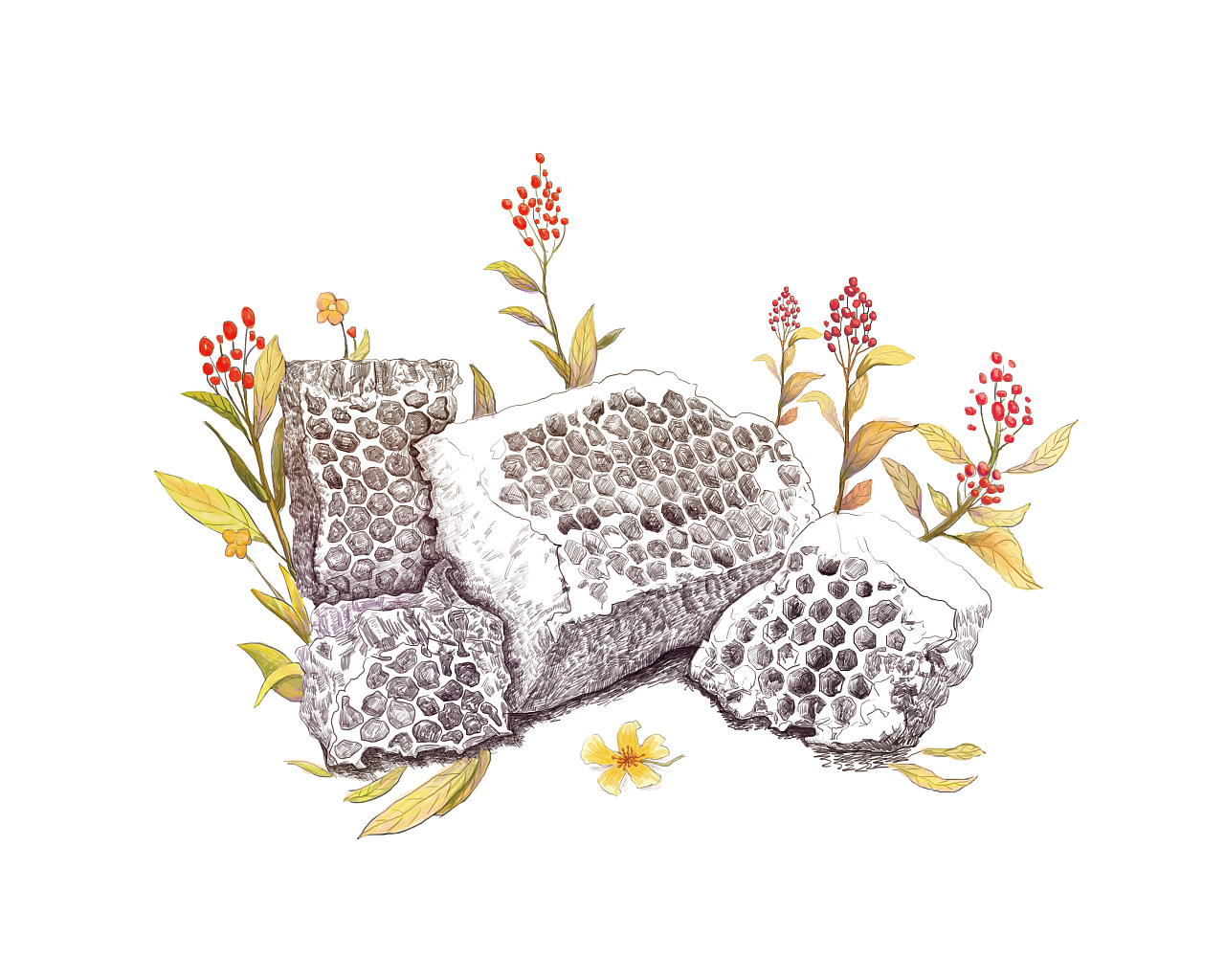 蜂胶软胶囊,蜂巢插画,保健食品包装设计