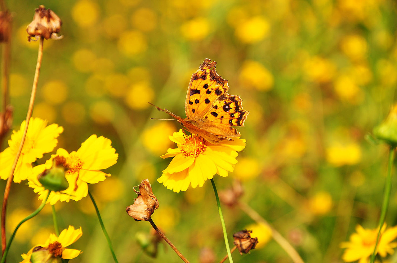 盛夏花开（图ZMTA4MjM0NDA=） - 风光摄影 - 站酷设计师壹枚Design原创素材 - 站酷ZCOOL