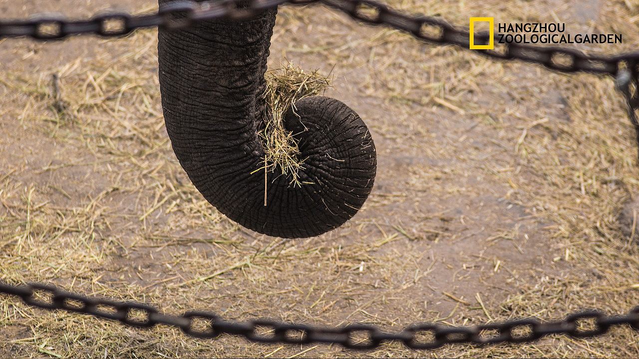 冬日野兽派 —— 杭州动物园侧写