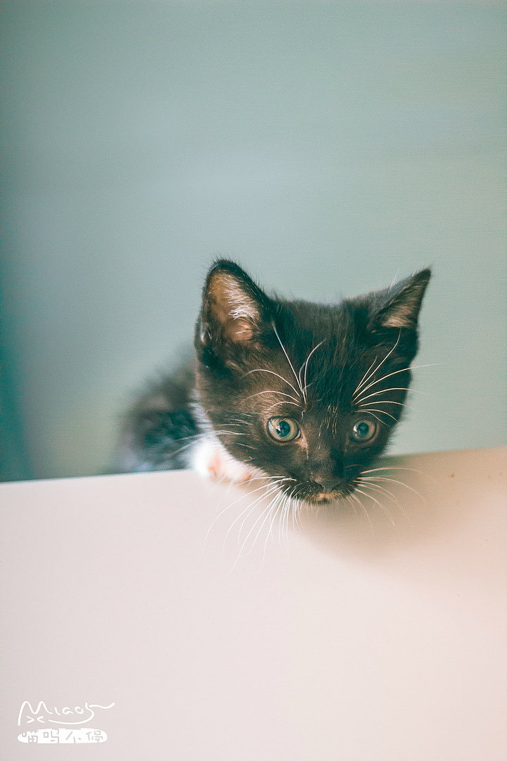 喂,我的鱼干掉地上了,春虫虫奴快给本王捡起来~