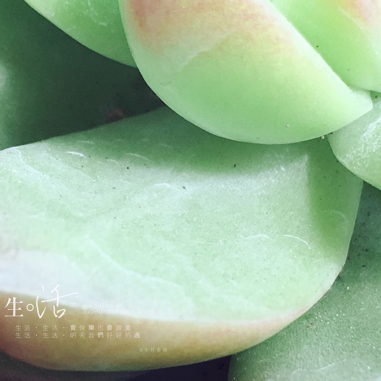 午后阳光中的多肉植物（图ZNzUyNzk4MzI=） - 风光摄影 - 站酷设计师LULU淼原创素材 - 站酷ZCOOL