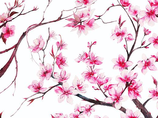 水彩手绘花卉——桃花