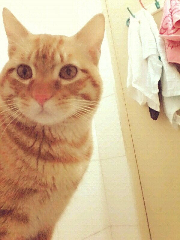 我家的猫猫(图ZMjU3NzE3OTY=) - 宠物摄影 - 站酷设计师兰芯儿原创素材 - 站酷ZCOOL