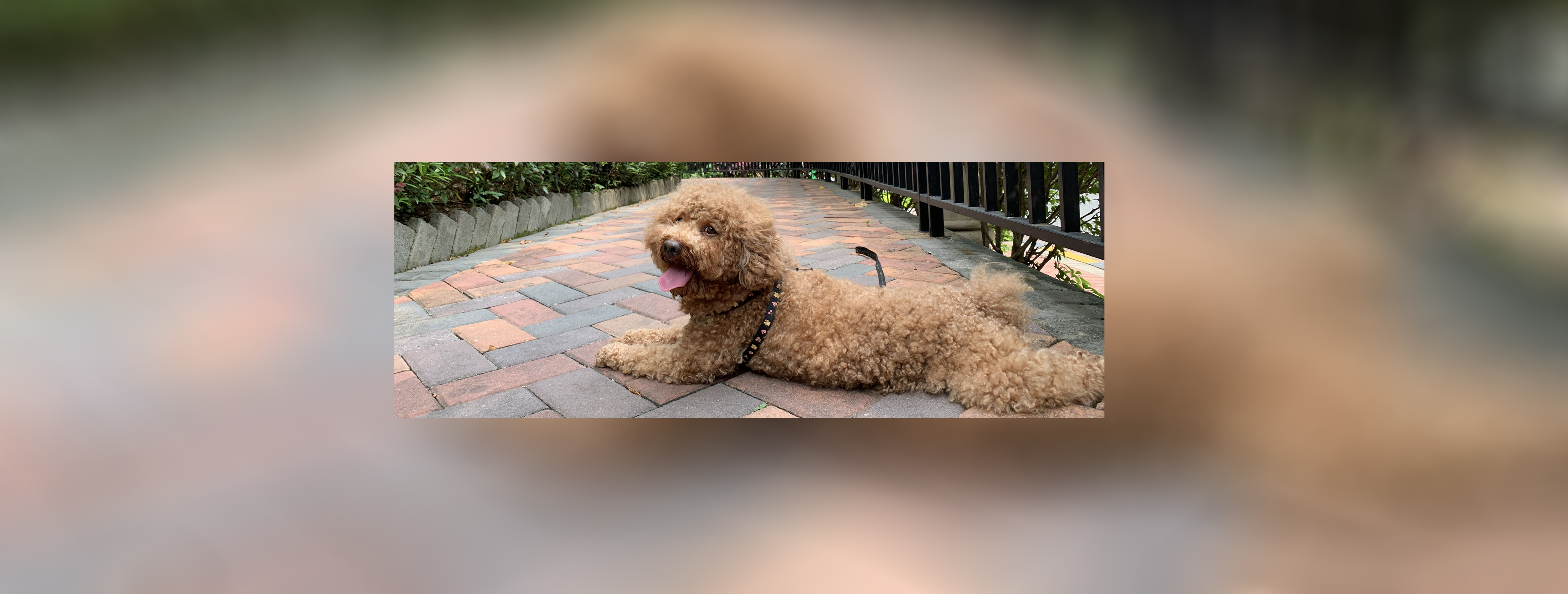 Carly1006的个人主页（封面预览） - 主页封面设置 - 站酷设计师Carly1006原创素材 - 站酷ZCOOL