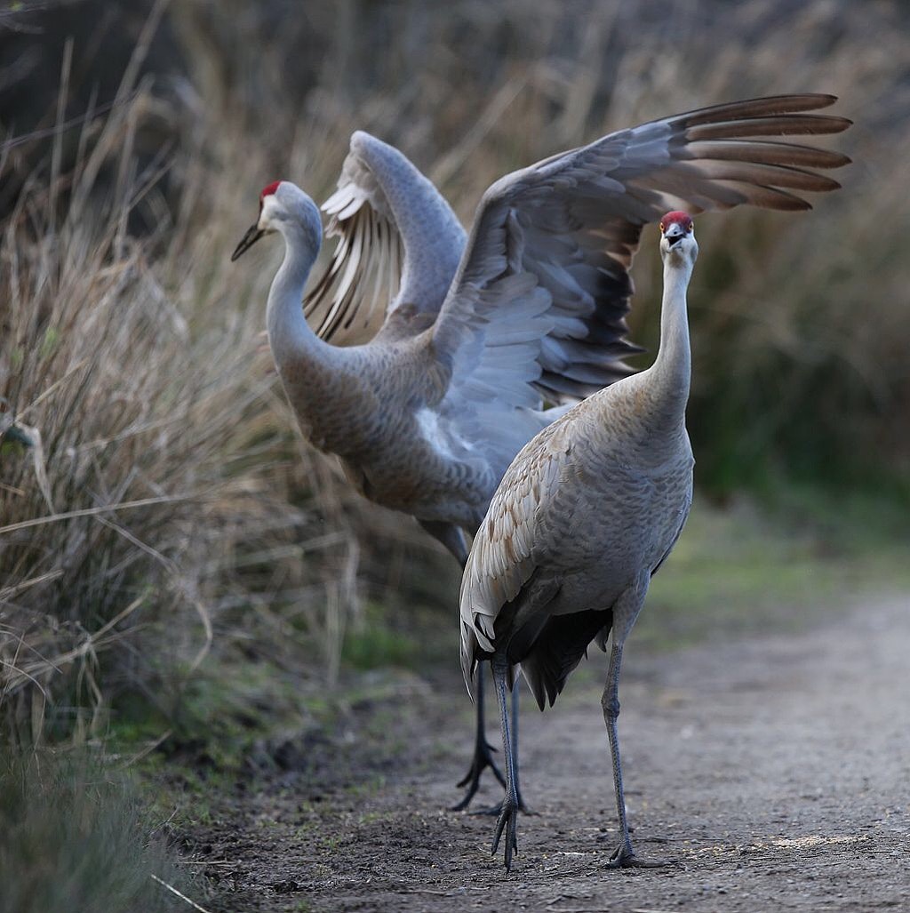 鹤氅如烟羽扇风赋情芳草绿阴中