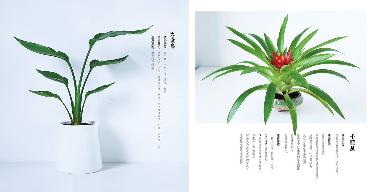 花艺家画册（图ZMTEzODQ0OTIw） - 书籍/画册 - 站酷设计师阿小德MY原创素材 - 站酷ZCOOL