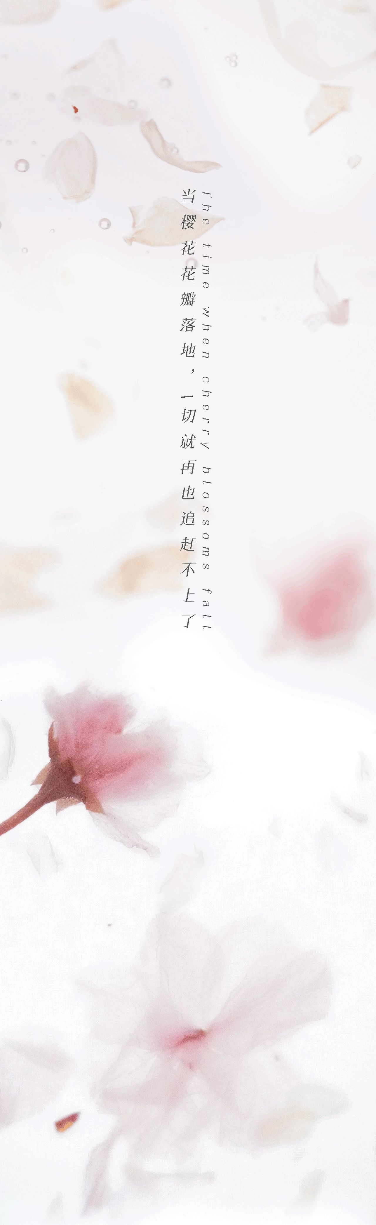 樱花抄（图ZMjk1Mzk2NDky） - 时尚/艺术摄影 - 站酷设计师MRATINCHEN原创素材 - 站酷ZCOOL