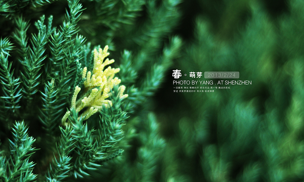 春·萌芽（图ZODQyMzcxNg==） - 风光摄影 - 站酷设计师szuedu2005原创素材 - 站酷ZCOOL