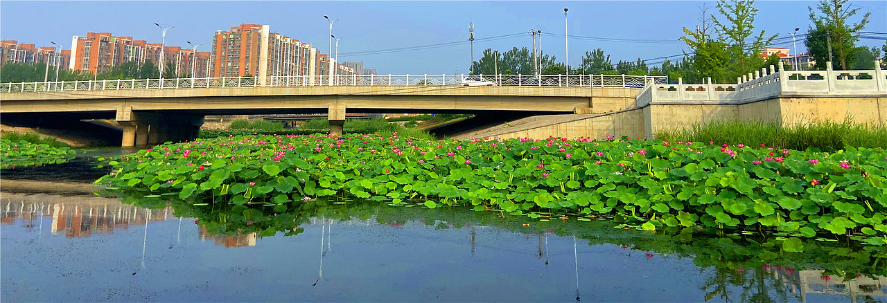 刘勇良手机纪实摄影：夏日荷塘（图ZMjE1MTA5OTgw） - 人文/纪实摄影 - 站酷设计师刘勇良意创书设原创素材 - 站酷ZCOOL