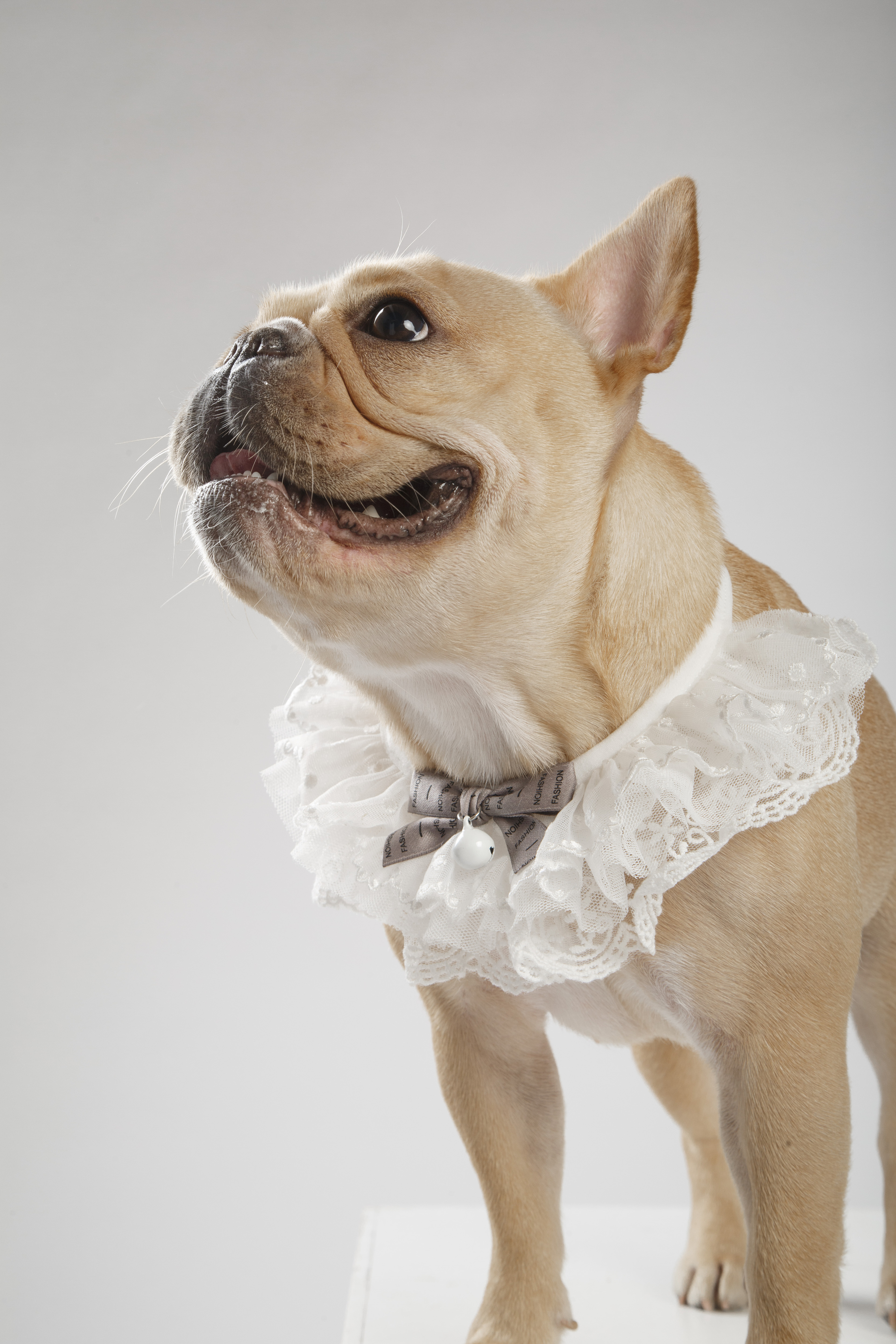 【动物照相馆】法斗