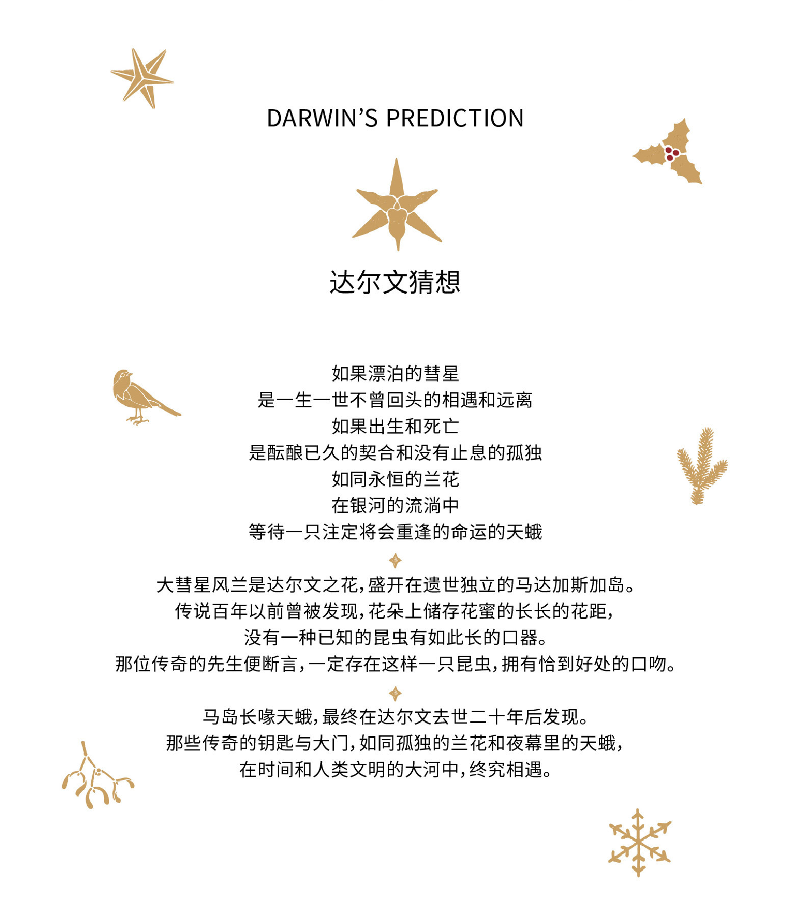 「daparo yeung」大彗星风兰,长喙天蛾胸针设计