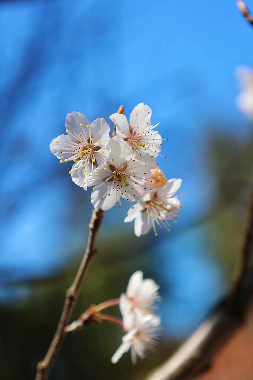 攝影.春日櫻桃花開（圖ZMzMyMjEwNzU2） - 風(fēng)光攝影 - 站酷設(shè)計(jì)師海天旖原創(chuàng)素材 - 站酷ZCOOL