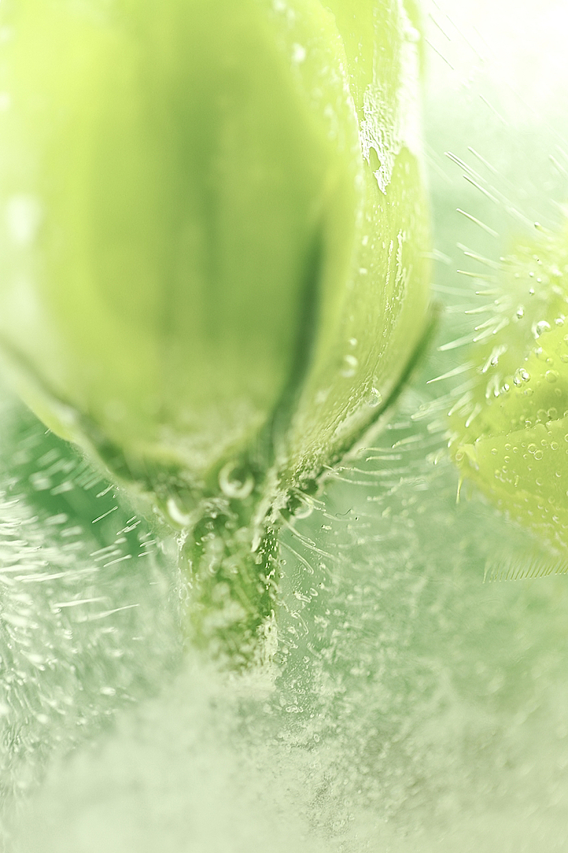 冰封桔梗 治愈绿色（图ZMzMyMjcxMzQ0） - 其他摄影 - 站酷设计师Z790308645原创素材 - 站酷ZCOOL